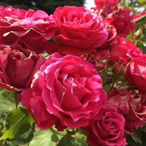 Meet your Posher, Kendall